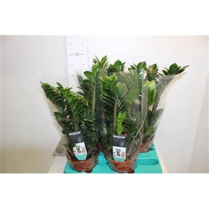 Zamioculcas Zenzi 4-5+