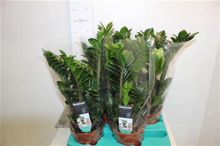<h4>Zamioculcas Zenzi 4-5+</h4>