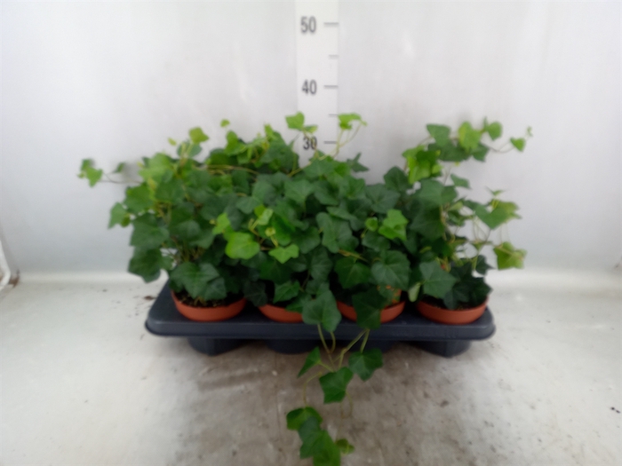 <h4>Hedera hibernica</h4>