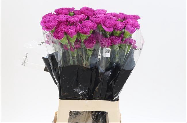 <h4>DI ST DARK FARIDA</h4>