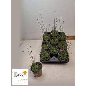 SYNGONANTHUS MIKADO