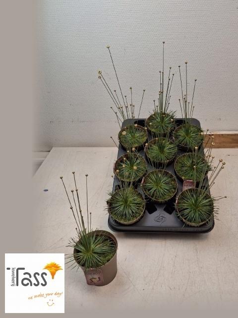 <h4>SYNGONANTHUS MIKADO</h4>