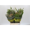 BQ Cape Greenmix