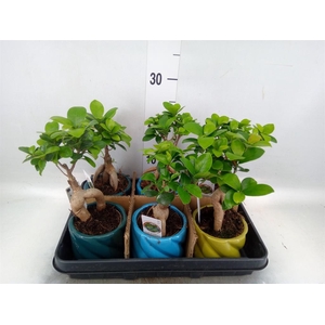 Ficus microcarpa 'Ginseng'