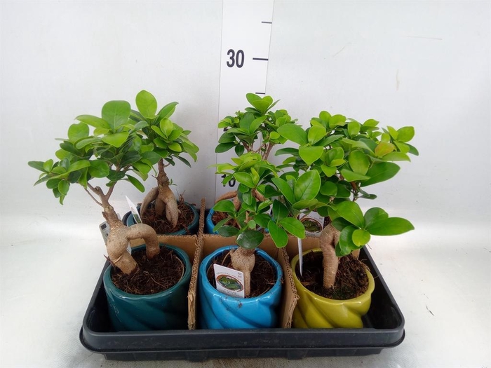<h4>Ficus microcarpa 'Ginseng'</h4>