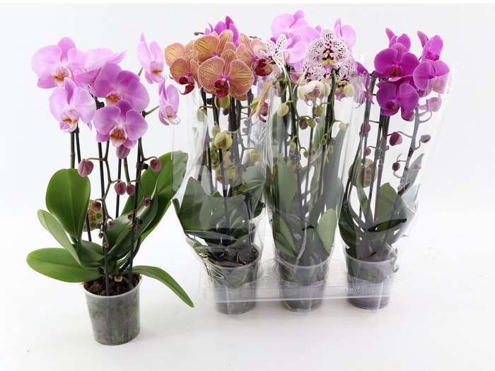 <h4>PHAL EL CASCADE</h4>