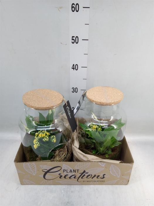 <h4>Arr. Pasen H%</h4>