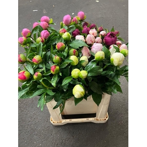 Paeonia Gem
