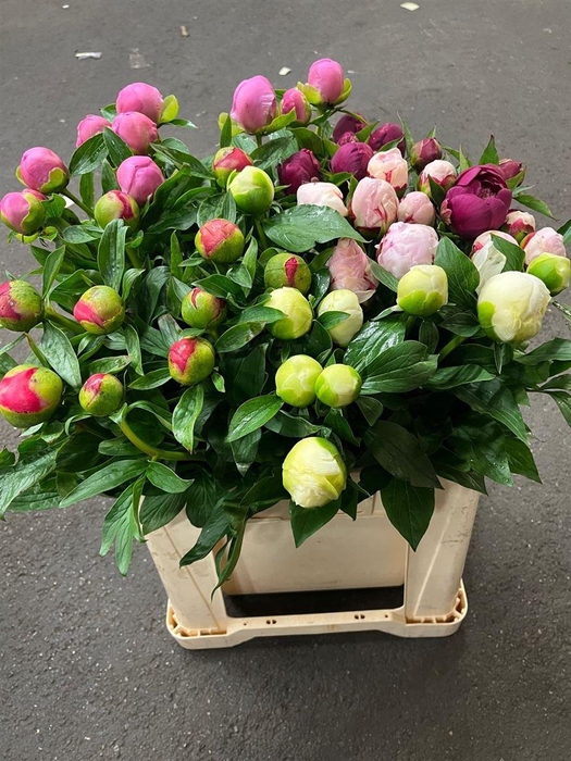 <h4>Paeonia Gem</h4>