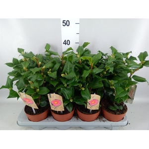 Camellia japonica 'Dr King'