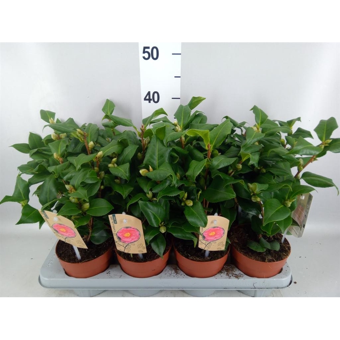 <h4>Camellia japonica 'Dr King'</h4>
