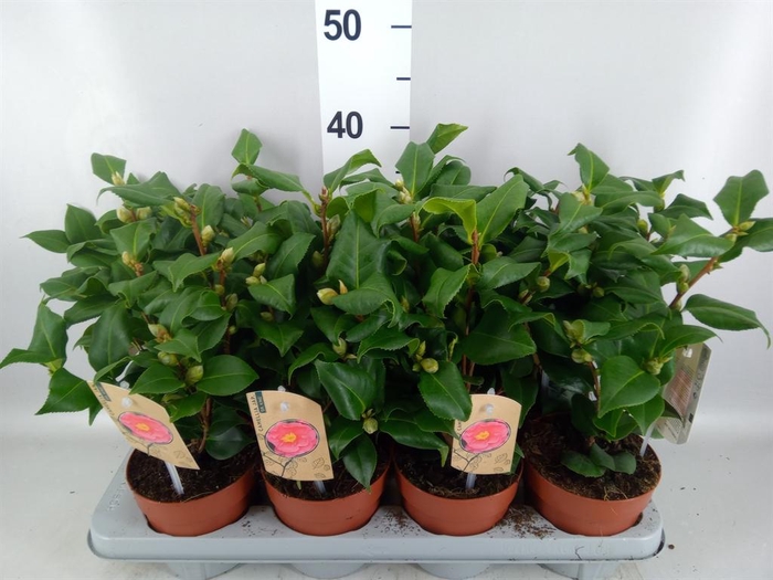 Camellia japonica 'Dr King'