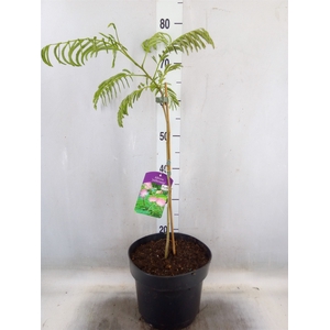 Albizia julibrissin