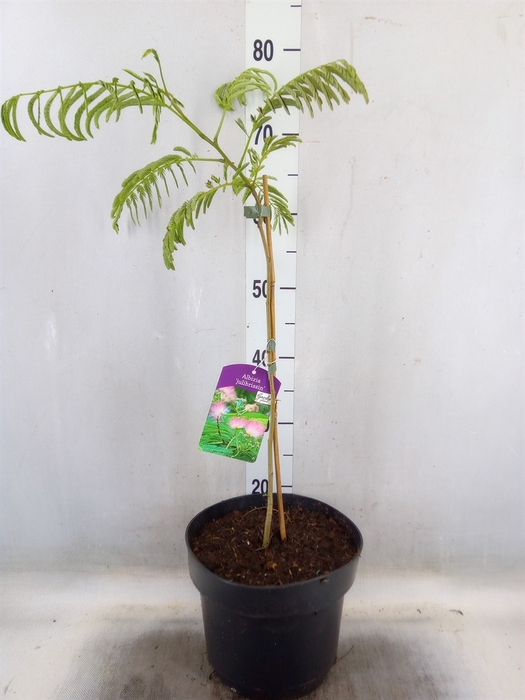<h4>Albizia julibrissin</h4>
