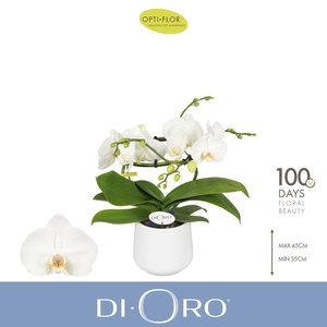 Dioro Prestige 2 spike in Anja White