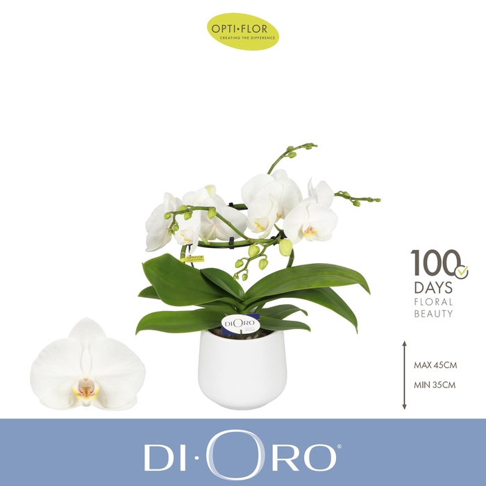 <h4>Dioro Prestige 2 spike in Anja White</h4>