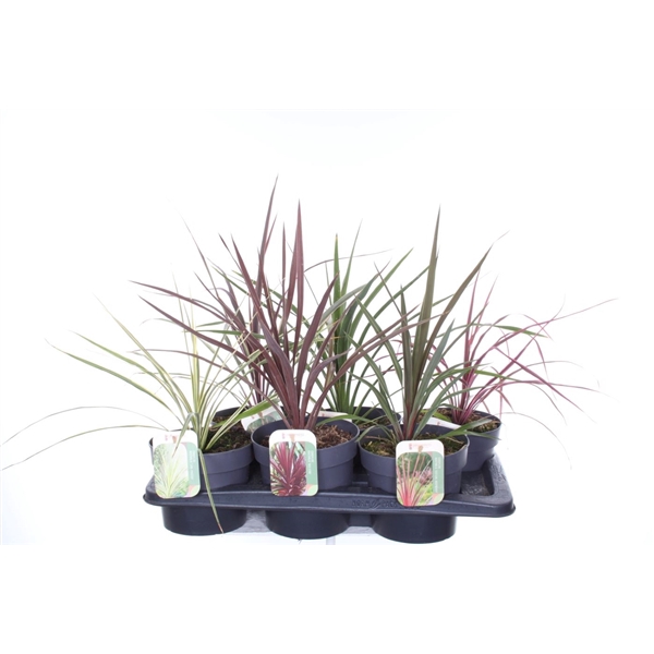 <h4>Cordyline mix</h4>