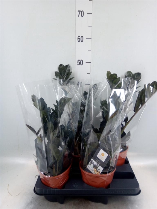 <h4>Zamioculcas zamiifolia 'Dowon'</h4>