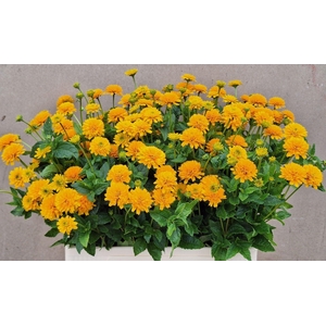 HELIOPSIS HELIANTHOIDES ASAHI HELIO