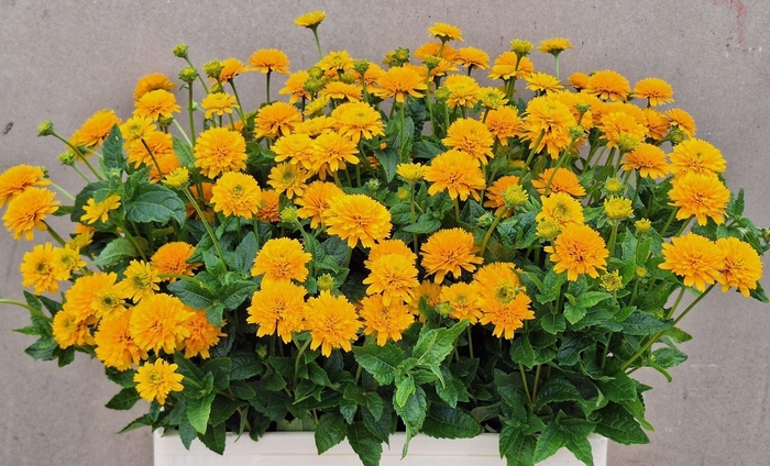 <h4>HELIOPSIS HELIANTHOIDES ASAHI HELIO</h4>