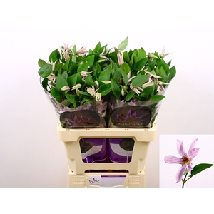 Clematis Amazing Miami Marginpar