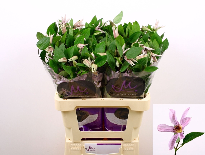 <h4>Clematis Amazing Miami Marginpar</h4>