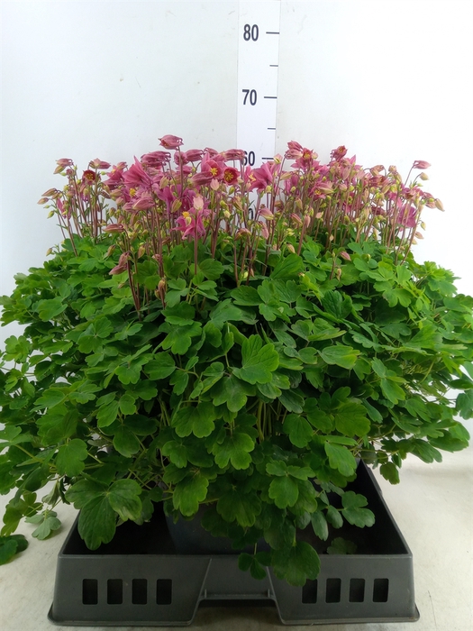 <h4>Aquilegia vulg. 'Winky Rose-Rose'</h4>