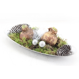 arr4 Amaryllis VL - Schotel ovaal Zilver x2