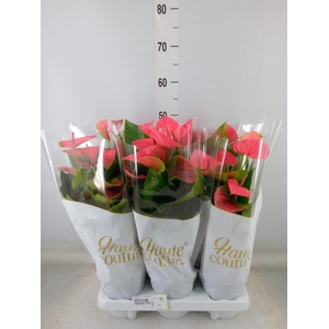 Anthurium andr. 'Sweet Dream'