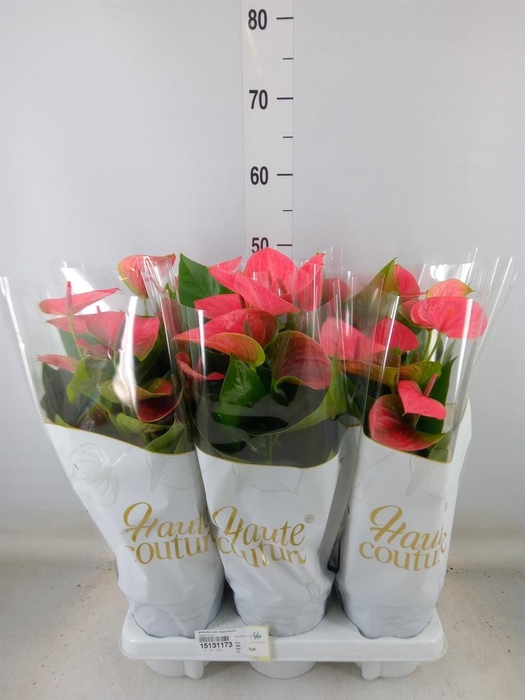 <h4>Anthurium andr. 'Sweet Dream'</h4>