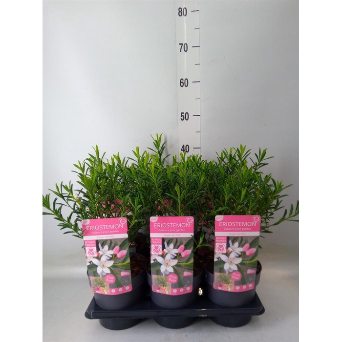 <h4>Eriostemon myoporoides</h4>