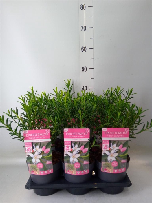 Eriostemon myoporoides