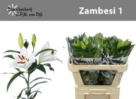 <h4>LI OT ZAMBESI</h4>