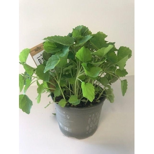 Dropkruid P12 HERBIO steker