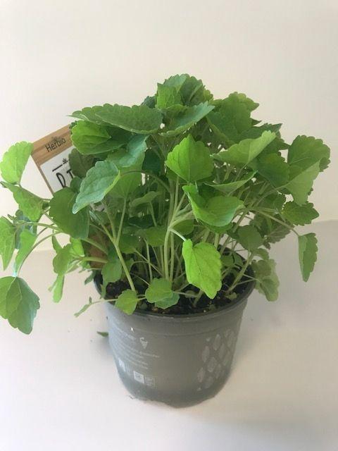 <h4>Dropkruid P12 HERBIO steker</h4>