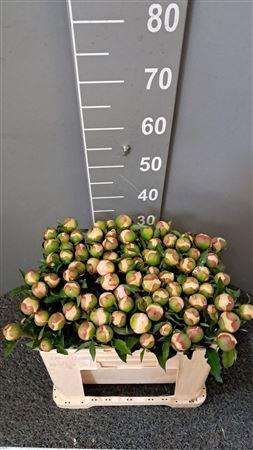 <h4>Paeo Pecher Pesca</h4>