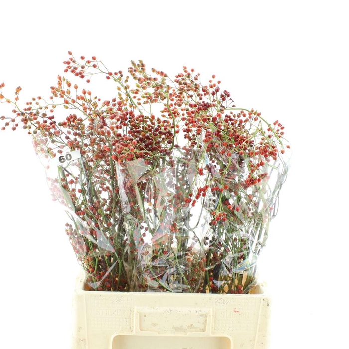 <h4>Rosa Corallo Orange Red</h4>