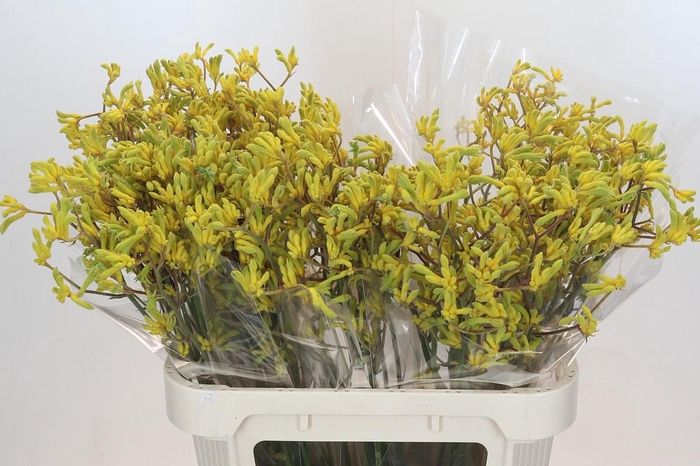 <h4>Anigozanthos Bush Down</h4>