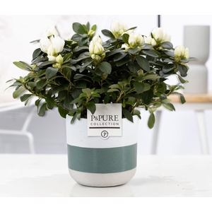 1st class Azalea white in P&PURE Lauren ceramics