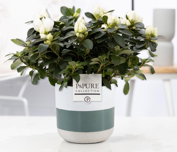 <h4>1st class Azalea white in P&PURE Lauren ceramics</h4>