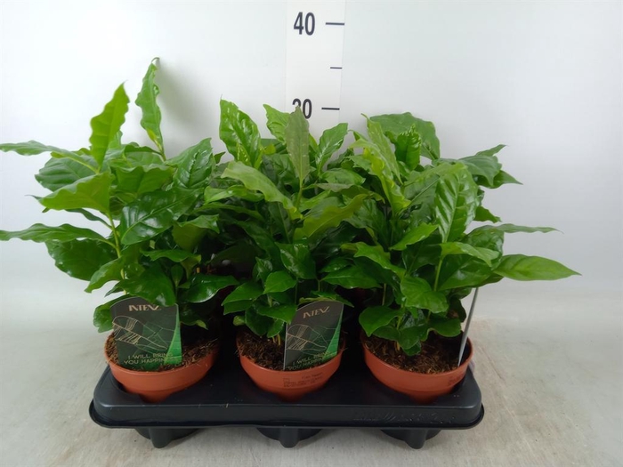 <h4>Coffea arabica</h4>