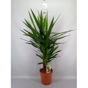 Yucca   ...