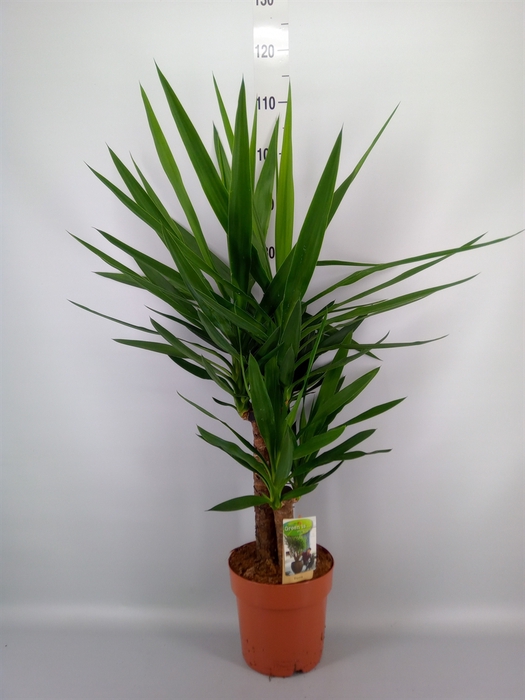 <h4>Yucca   ...</h4>
