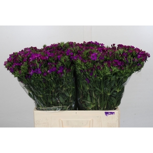 Dianthus Br Amazon Neon Purple