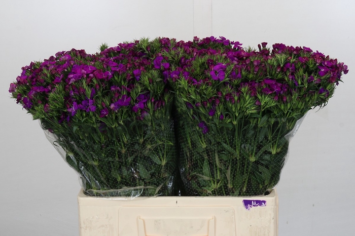 <h4>Dianthus Br Amazon Neon Purple</h4>
