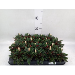 Peperomia caperata 'Rosso'