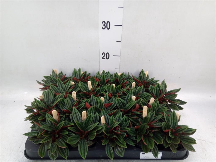 Peperomia caperata 'Rosso'