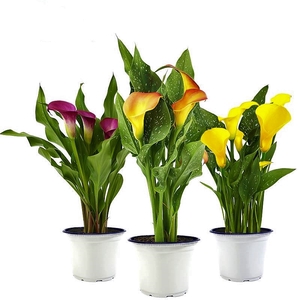 CALLA COLORIDA P15