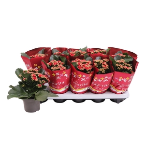 Kalan Gev Rood Kersthoes