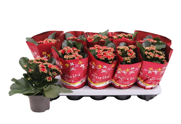 <h4>Kalan Gev Rood Kersthoes</h4>